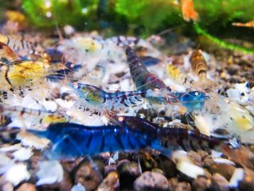 Tijgermix op leidingwater beschikbaar voor biedingen