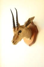 Taxidermie opgezette kop afrikaanse gazelle, Ophalen of Verzenden, Gebruikt, Wild dier, Gewei of Kop