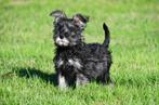 Dwergschnauzer pups te koop, Dieren en Toebehoren, Honden | Bulldogs, Pinschers en Molossers, 15 weken tot 1 jaar, Buitenland