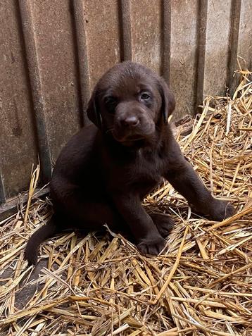 Labrador pups