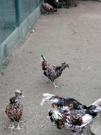 Padua tollbunt trio beschikbaar, Dieren en Toebehoren, Pluimvee, Meerdere dieren, Kip