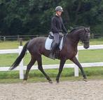 bloedmooie 6 jarige zwarte merrie, Dieren en Toebehoren, Paarden, Merrie, B, Gechipt, Dressuurpaard