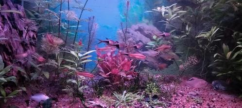 Vissen: Ancistrussen, guppy's, Vuurgarnalen, Dieren en Toebehoren, Vissen | Aquariumvissen