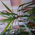Yucca, Ophalen, Yucca