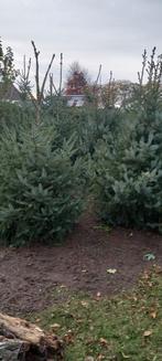 Kerstbomen, Tuin en Terras, Planten | Bomen, Ophalen of Verzenden