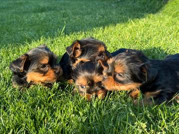 York Shire pups beschikbaar voor biedingen