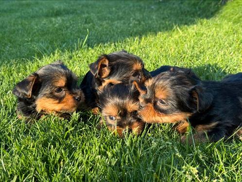 York Shire pups, Dieren en Toebehoren, Honden | Chihuahua's en Gezelschapshonden, Meerdere dieren, Overige rassen, Fokker | Professioneel