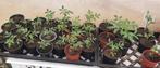 Verschillende tomaten planten, Tuin en Terras, Planten | Tuinplanten, Ophalen, Eenjarig, Groenteplanten
