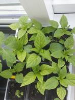 Paprika geel en/of rood, Tuin en Terras, Ophalen, Eenjarig, Groenteplanten, Volle zon