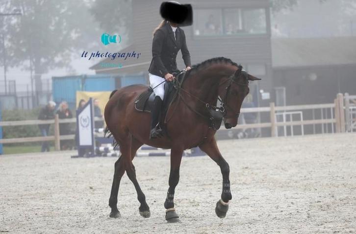 D’aganix Z (Dominator Z) merrie 2019 > project, Dieren en Toebehoren, Paarden, Merrie, B, 175 cm of meer, 3 tot 6 jaar, Springpaard