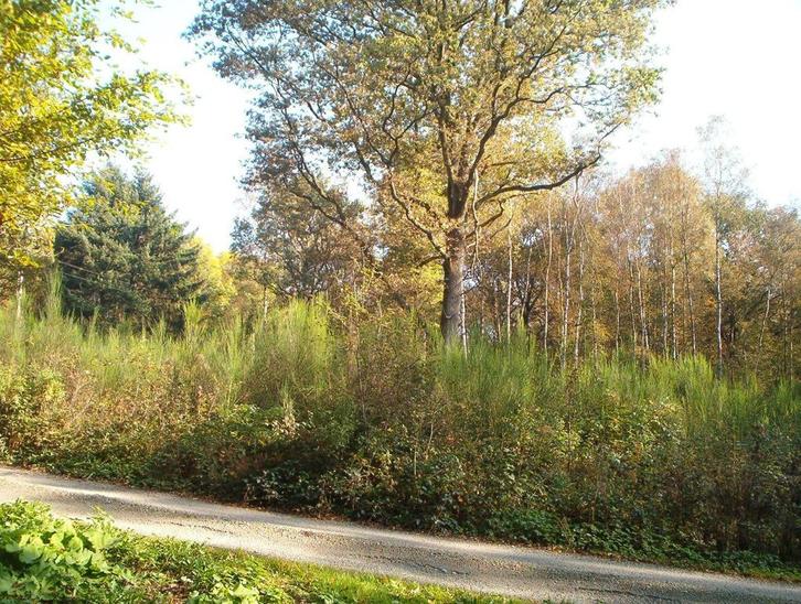 TK Belle parcelle forestière, Articles professionnels, Articles professionnels Autre, Enlèvement