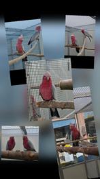 Rosé kaketoes, Dieren en Toebehoren