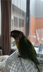 Tame Pyrhura 200€dunker grune, Dieren en Toebehoren, Vogels | Parkieten en Papegaaien