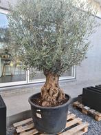Olijfboom Olea Europaea Bonsai, Ophalen, Olijfboom