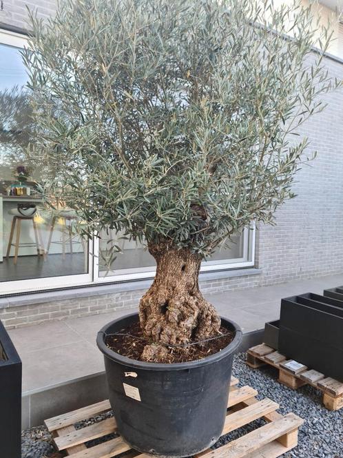 Olijfboom Olea Europaea Bonsai, Tuin en Terras, Planten | Bomen, Olijfboom, Ophalen
