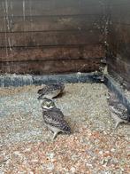 Trio konijnuilen, Dieren en Toebehoren, Meerdere dieren, Roofvogel, Geringd