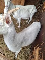 Geiten, Dieren en Toebehoren