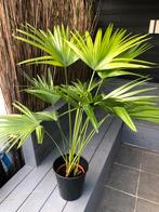 Prachtige palmboom 1m20 voor binnen of terras, Ophalen, Palm