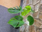 Monstera bonte albo-plant, Huis en Inrichting, Kamerplanten, Ophalen, Halfschaduw, In pot, Minder dan 100 cm