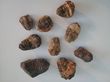 Trilobieten  beschikbaar voor biedingen