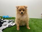 Dwergkeeshond puberpups, België, Keeshond, 15 weken tot 1 jaar, CDV (hondenziekte)