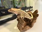 Wimpergekko 1.0, Dieren en Toebehoren, Reptielen en Amfibieën, Overige soorten, Tam, 0 tot 2 jaar