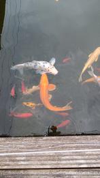 Koi vissen en winde, Ophalen, Zo goed als nieuw