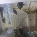 Bewezen koppel polar blue parrot chicliden, Dieren en Toebehoren, Vissen | Aquariumvissen