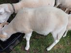 Schapen  2025, Dieren en Toebehoren, Schapen, Geiten en Varkens, Meerdere dieren, Schaap, 0 tot 2 jaar