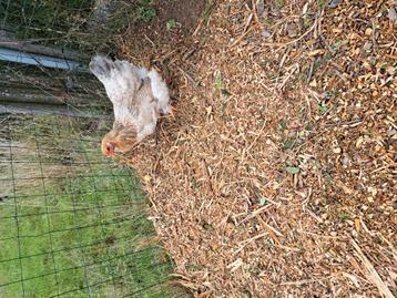 2 x Brahma hennen 10 maanden oud beschikbaar voor biedingen