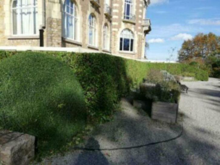 Jardinier professionnel à bas prix, Jardin & Terrasse, Plantes | Arbres, Arbre à bulbes, Enlèvement