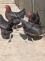 poulets harco noirs 100% poules à partir de 9 euros, Animaux & Accessoires, Femelle, Poule ou poulet