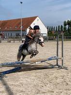 Bomproof + perfecte kinder pony te koop!, Gechipt, Ruin, 7 tot 10 jaar, B pony (1.17m tot 1.27m)