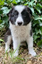 Border collie pups, Dieren en Toebehoren, België, Fokker | Hobbymatig, CDV (hondenziekte), 8 tot 15 weken