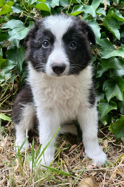 Border collie pups, Dieren en Toebehoren, Honden | Herdershonden en Veedrijvers, Meerdere dieren, Collie, Fokker | Hobbymatig