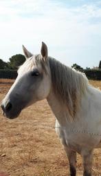 Kruising PRE X CAMARGUE Merrie, Dieren en Toebehoren, Merrie