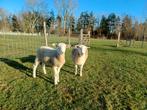 Easy care ram - bok, Mannelijk, Schaap, 0 tot 2 jaar