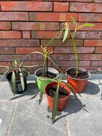Roze oleander stekjes, Tuin en Terras, Planten | Tuinplanten, Ophalen, Zomer, Vaste plant, Volle zon