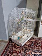 2 perruches avec grandes cage + les accesoires + les aliment