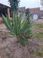 Yucca 2 koppen, Ophalen
