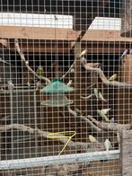 Grasparkiet mannen diamantduifjes en zebravinken, Dieren en Toebehoren, Vogels | Parkieten en Papegaaien