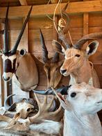 Jacht trofee taxidermie opgezette foto’s 24 stuks, Enlèvement ou Envoi