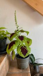 Siernetel in volle bloei 50 cm, Ophalen