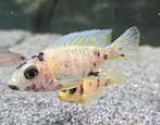 Aulonocara Yellow Berry malawi cichliden, Dieren en Toebehoren, Vis, Zoetwatervis