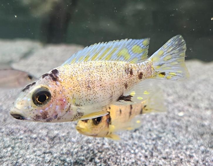 Aulonocara Yellow Berry malawi cichliden, Dieren en Toebehoren, Vissen | Aquariumvissen, Zoetwatervis, Vis