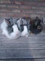 Dwergkonijntjes, Plusieurs animaux, Nain, 0 à 2 ans