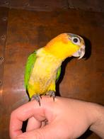 Handtamme roestkop caique, Dieren en Toebehoren, Papegaai, Pratend
