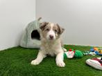 Border Collie Pups, Dieren en Toebehoren, Honden | Herdershonden en Veedrijvers, België, CDV (hondenziekte), 8 tot 15 weken, Collie