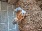 Zijdehoen haantje, Dieren en Toebehoren, Mannelijk, Kip