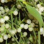 maretak maretakken te koop, Ophalen